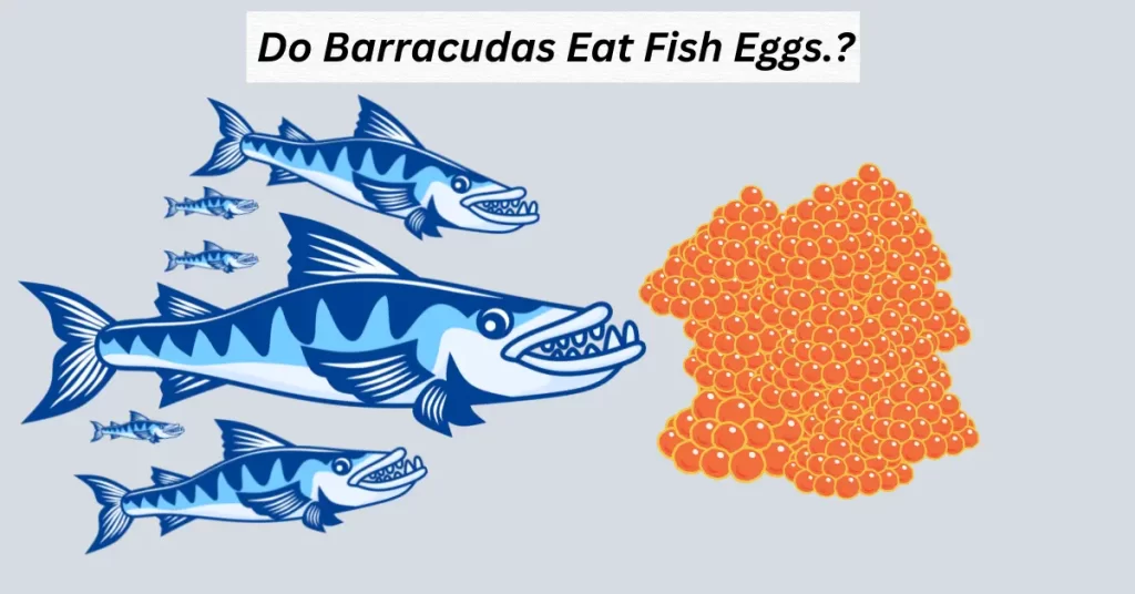 Do Barracudas Eat Fish Eggs