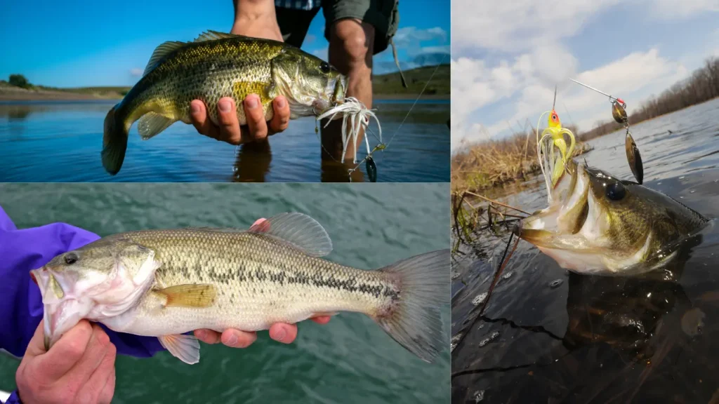 summer bass fishing tips